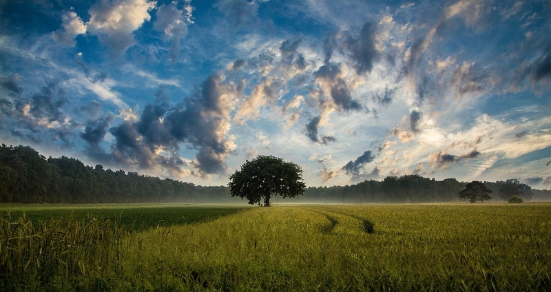 Arbol con paisaje