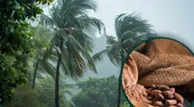 The Market Fears El Niño! Sudden Price Surges in Cocoa and Coffee Are Coming?