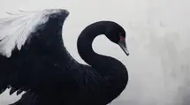 What Are Black Swans? Where Did This Term Come From?