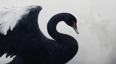 ¿Qué son los Cisnes Negros? ¿De dónde proviene este término?