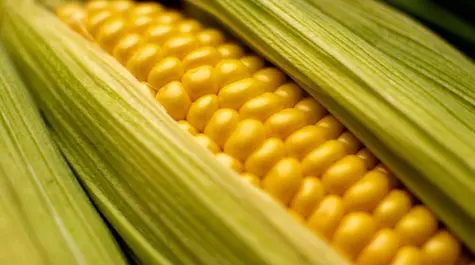 As Prices Of Fertilizers Grows, Prices Of Food Would Most Probably Increase| FXMAG.COM