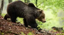 Bear - A Second Symbol Of Markets? What Does Bear Market Mean?| FXMAG.COM