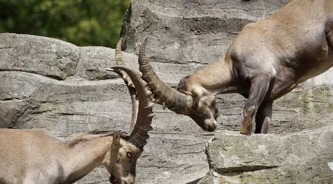 Cambio Euro Dólar Canadiense y Dólar Franco, pares de Divisas paralizadas! | FXMAG