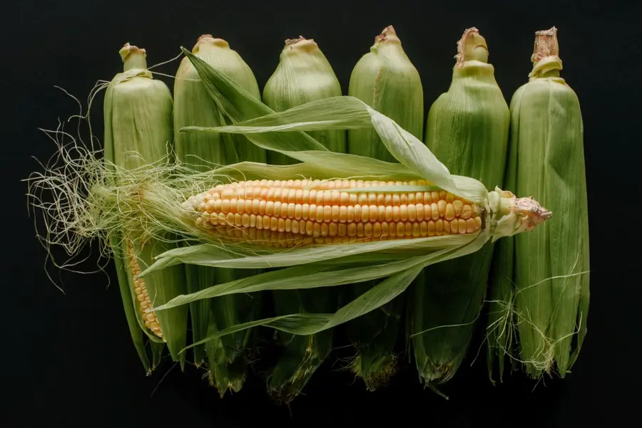 Cayó el valor de los granos en Chicago tras informes oficiales que encontraron más soja y maíz en EE.UU.