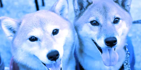 Dogecoin y Shiba Inu Mantienen Una Larga Caída Semanal