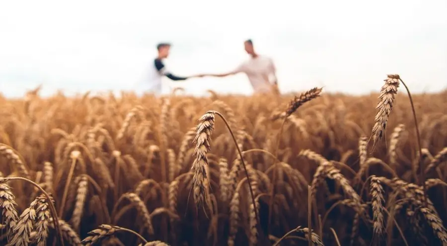 El precio del trigo se disparará hasta un 50%, ¡el conflicto por los cereales continúa! | FXMAG