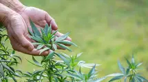 Cannabis Combine Expands Its Operations. It Had to Find Exporters Abroad Due to Polish Law