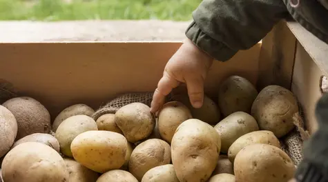 The government seeks a way out of the situation engineered by the European Union. A new way to use potatoes