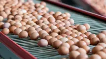 La Unión Europea se está tomando el pelo de los productores polacos. El acuerdo Mercosur podría ser un estornudo para muchas empresas