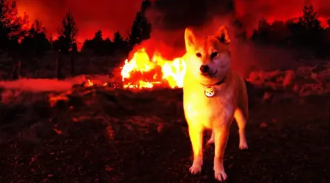 ¡Ha llegado el final del éxito de Shiba Inu! Venderemos más Shiba que nunca.. | FXMAG
