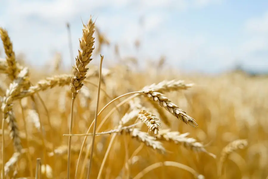 Los inversores preguntan que precio tiene el trigo al día de hoy, cuánto cuesta una tonelada de maíz y cuál es el precio de la soja hoy