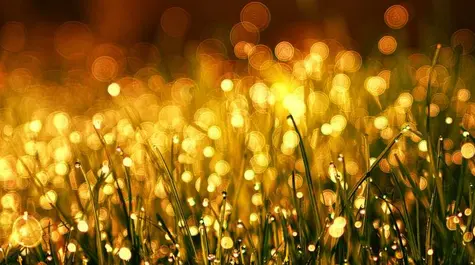 Precious metals: GoldViewFX talks price of gold - 24/10/22| FXMAG.COM