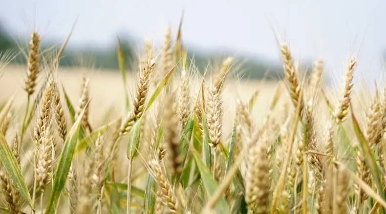 Russia Look Set To Double Its Wheat Exports For The First Half Of 2023| FXMAG.COM