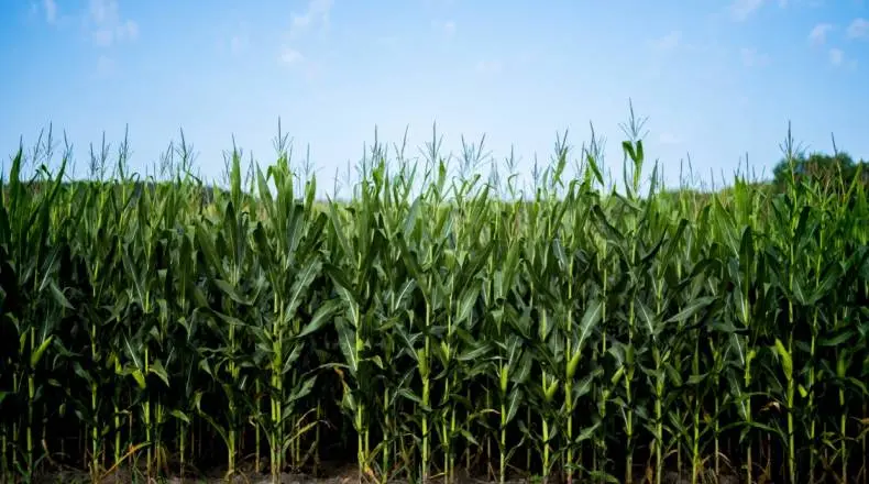 Soft Commodities: Tighter Corn Market May Make Prices Increase| FXMAG.COM