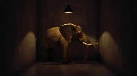 The Elephant in the Room | FXMAG.COM