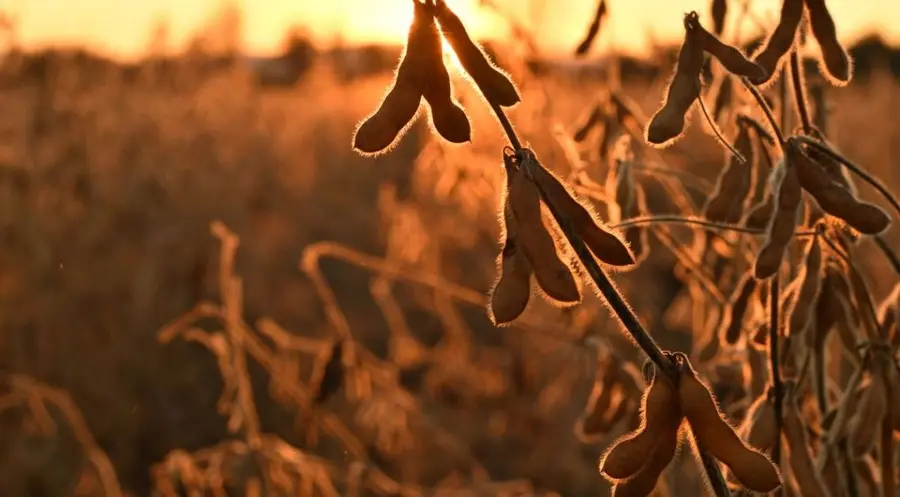 Buenas ventas semanales le posibilitaron al trigo sumar su tercera rueda alcista seguida en EE.UU | FXMAG