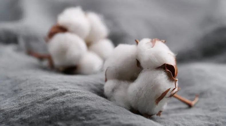 Cotton Prices Reach Highest Prices In Almost 11 Years, Copper Prices Facing Negative Outlook and EU Announces 6 Month Plan To Phase Out Russian Crude Oil Imports| FXMAG.COM