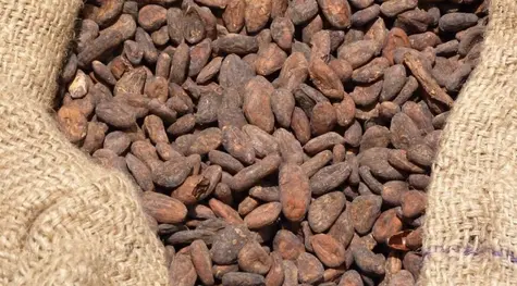 El CACAO la materia prima que no lo ha hecho bien, ¡Pero tal parece ser que está a punto de volar!