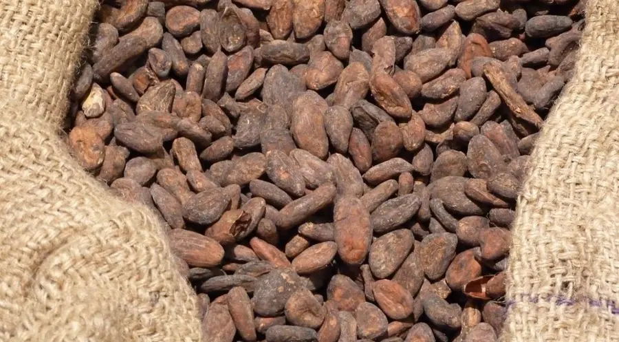 El CACAO la materia prima que no lo ha hecho bien, ¡Pero tal parece ser que está a punto de volar!