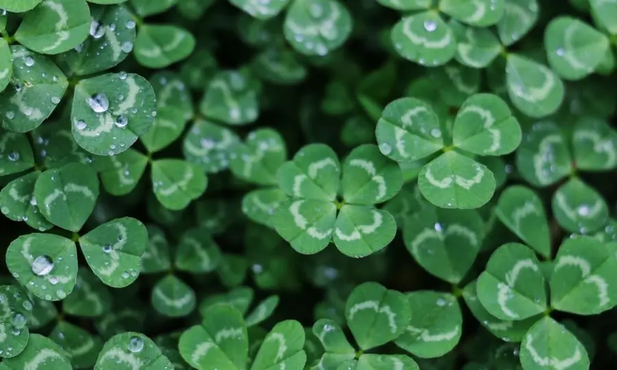 ¡Esta semana promete! Atento al cambio del Euro Libra (EURGBP), Euro Dólar (EUR/USD) y Euro (EUR) Peso Argentino (ARS) | FXMAG