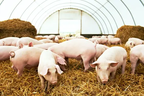Estos son los máximos del paladio y la gasolina reformulada ¿Cuánto cotiza la carne de cerdo hoy?