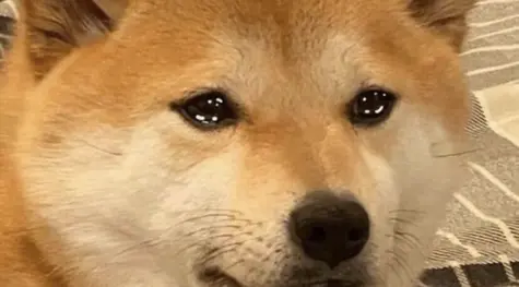 IMPREVISTOS por parte de Dogecoin DOGE ¡¡Polkadot hecha añicos!! DOT ¿Shiba Inu perderá ceros? SHIB | FXMAG