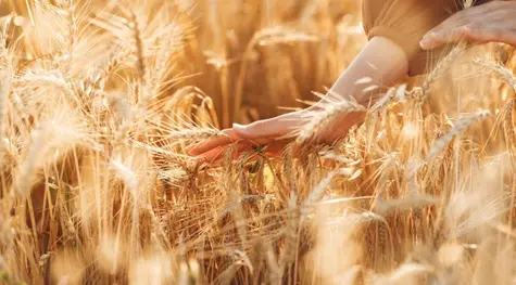 Jornada con leves subas para el trigo y el maíz por la falta de avances en las gestiones para reestablecer el acuerdo de granos del Mar Negro | FXMAG