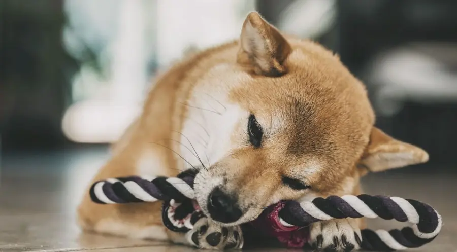 La criptomoneda Saitama en riesgo con un 1.2% de caída mientras que la criptomoneda Doge Killer ha fracasado (307.14 dólares), ¡enorme tropiezo en la criptomoneda Floki (0.000016 dólares)! | FXMAG