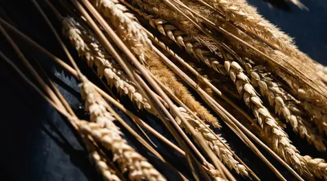 Leves altibajos para los granos en el mercado estadounidense, en la espera de las nuevas cifras de oferta y demanda mundial que el USDA estimará el martes | FXMAG