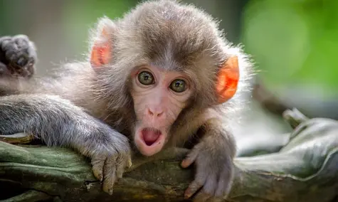 ¡Lo nunca visto! ¡El Dólar Peso Mexicano escalando los picos más altos! Algo pasa con el Euro Peso Argentino y Euro Real Brasileño... | FXMAG