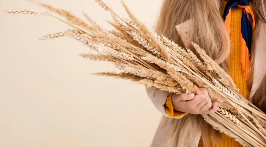 Los ajustes a las cosechas de granos gruesos estadounidenses hechos por el USDA no lograron evitar nuevas bajas para los precios del maíz y de la soja | FXMAG