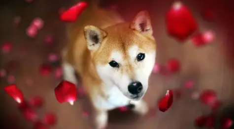 ¡Los inversores se comen el anzuelo de Shiba! SHIB ¿Será así el final de Cardano? ADA ¡Dogecoin disparando sus cotizaciones! DOGE | FXMAG