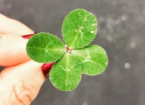 ¡Los PMI y las vacunas le dan un empujón positivo al índice IBEX 35! Los índices mexicanos S&P BMV IPC y FTSE BIVA abren el mes de diciembre en verde | FXMAG