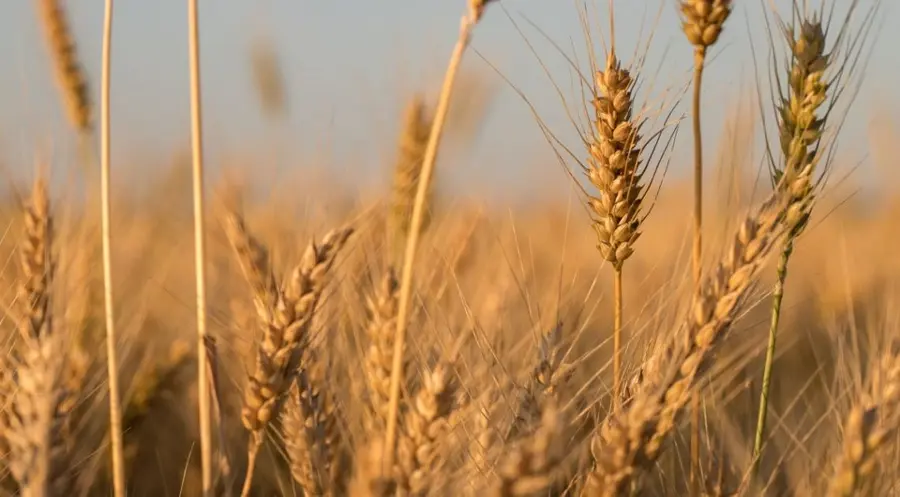 Los precios de los alimentos han sido una de las principales causas de la inflación de España durante el último año: precio de la avena, la leche, el café, el trigo y la carne de cerdo ha descendido respecto al año pasado | FXMAG