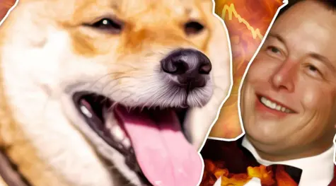 ¿Qué papel tiene Elon Musk en el bloqueo de Shiba Inu? SHIB Ponemos EN DUDA a Dogecoin DOGE NO QUEDA NADA de Cardano ADA | FXMAG