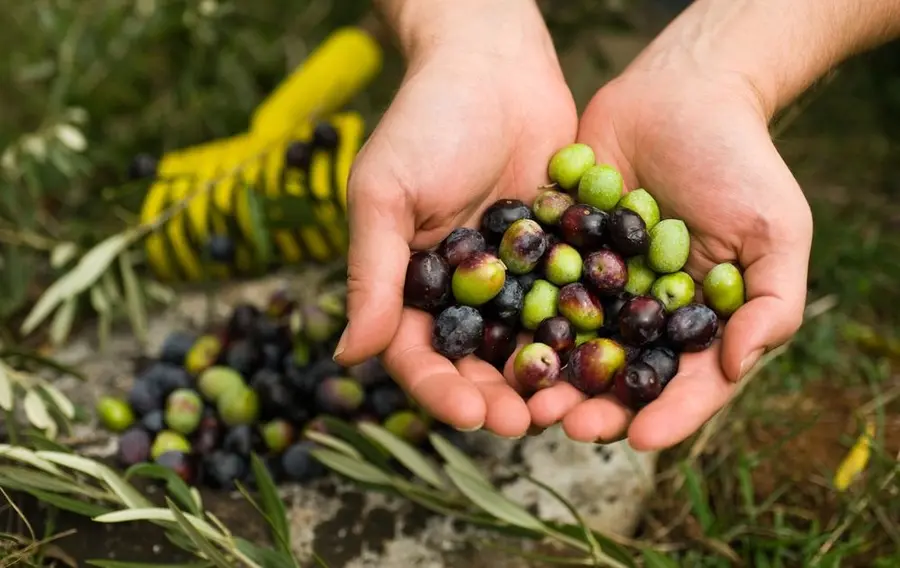 Sequía y fenómeno de El Niño agitan mercados alimentarios: producción de aceite de oliva y arroz en crisis, precios se disparan y aumenta la criminalidad | FXMAG