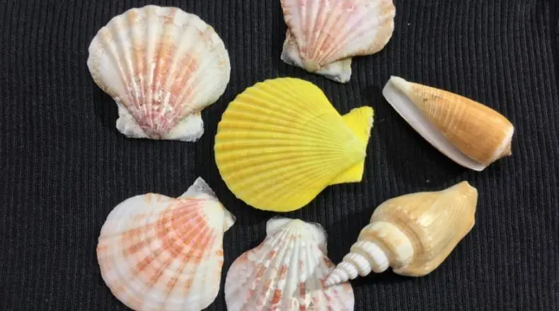 Shell's Income In The First Half Of 2022 Is Bigger Than The Full Year 2021!| FXMAG.COM