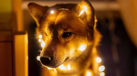 ¿Shiba Inu cual copia mala de Dogecoin? SHIB ¿Lo que vemos en Cardano una reversión de tendencia? ADA Dogecoin asoma la cabeza, ¿pagaremos más? DOGE | FXMAG