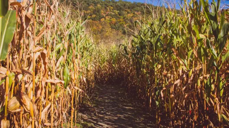 Strong Sugar Cane Crushing and Record Soybean Production in Brazil: Agricultural Updates