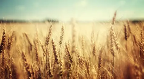 Subas generales para los granos en el mercado estadounidense, donde se sigue con atención el clima en Sudamérica y el conflicto bélico en Medio Oriente | FXMAG