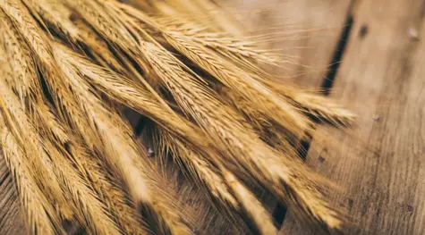 Subas para la soja en el mercado estadounidense por la falta de humedad en Brasil y bajas para el trigo por la fluidez de los embarques desde Ucrania | FXMAG