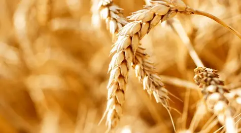 Subas para la soja y el maíz en Chicago por el tiempo adverso para los cultivos en Sudamérica | FXMAG