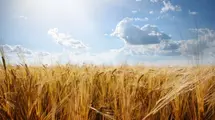 Ukraine Saves The Day For The World As The Corridor Shipping Crops Is Opened. Other Countries Harvest Is Quite Low Therefore To Weather Issues| FXMAG.COM