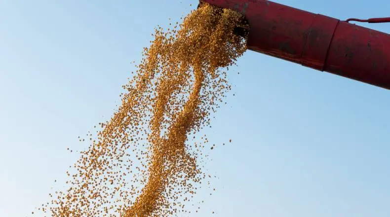 USDA Downgrades Corn and Soybean Crop Ratings Amid Dry Weather Conditions; EU Wheat Shipments Surge, Corn Imports Increase