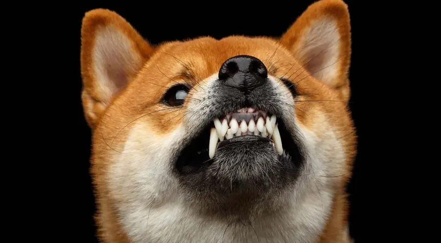¡Vuelve a tener sentido invertir en Shiba Inu ! SHIB Lo mejor de Dogecoin son sus imprevistos DOGE ¿Hasta qué punto podemos perder con Cardano ? ADA | FXMAG
